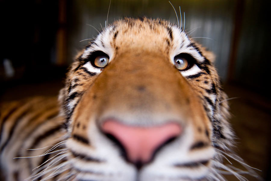 Dudley, a nine-month-old Siberian Tiger, peers out of his cage in Jim Galvin's garage in New Marshfield, Ohio.