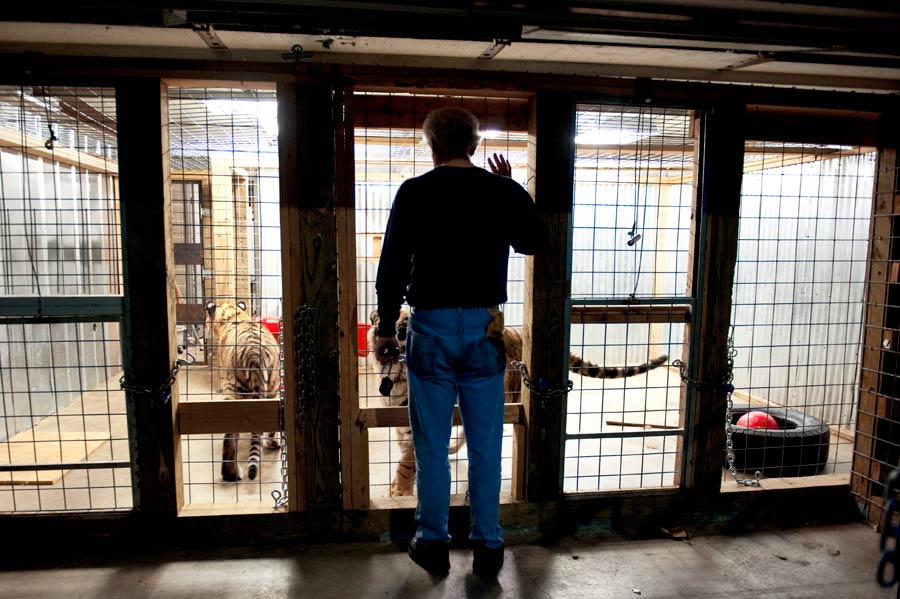 Retired veterinarian, Jim Galvin, checks over his two young tigers, Dudley and Boomer, the foundation of his dream to build a big cat sanctuary.