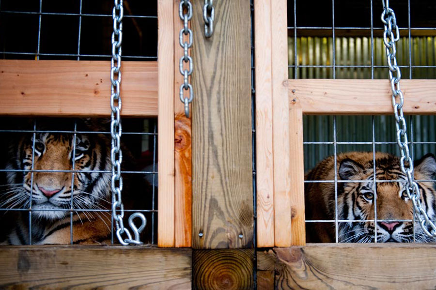 Boomer and Dudley stare out of their temporary cages. Until owner Jim Galvin finishes building larger permanent facilities this summer, the cats will live in his garage.