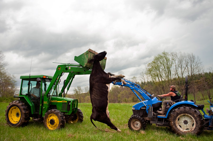 Jeremy Cooksey (left) and Keith Lewis (right), friends of Nathan Hale, use heavy equipment to remove a dead cow from a pasture. Meat from the animal was used to feed Dudley and Boomer.