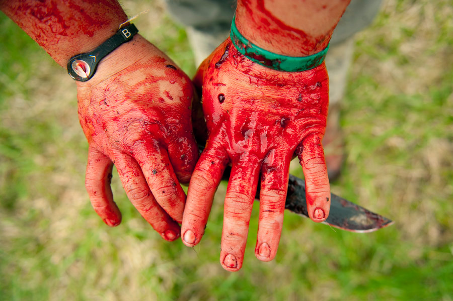 Assistant Nathan Hale looks over his hands after butchering a donated dairy cow. Area farmers have pitched in to help donate meat supplies for the sanctuary.